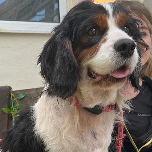 Penarth Times: Verity - seven years old, female, Cavalier King Charles Spaniel cross Cocker Spaniel. Verity is a gentle girl who is a complete darling! She is a bit nervous when she first meets you but is content to settle on your lap and have a nice fuss. She would